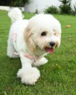 Pink Bow-3D Motif Pet Sweater - Image 7