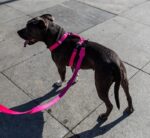 Pink LED | Adjustable Air Mesh Harness - Image 10